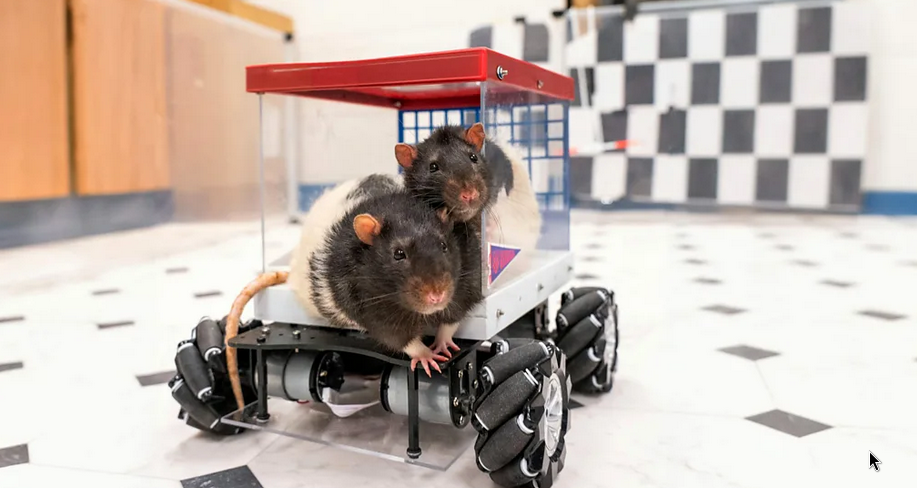 I taught rats to drive a car, and it may help us lead happier lives