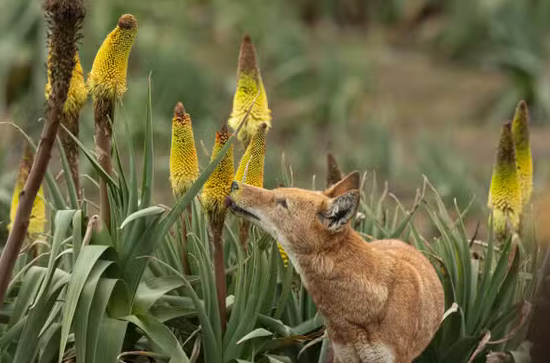 Ethiopian wolves seen foraging for nectar are potential pollinators