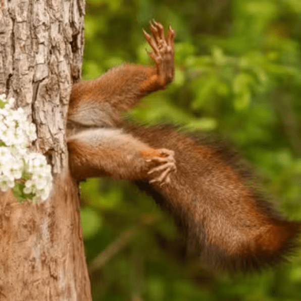The best pictures from the Nikon Comedy Wildlife Photography&nbsp;Awards