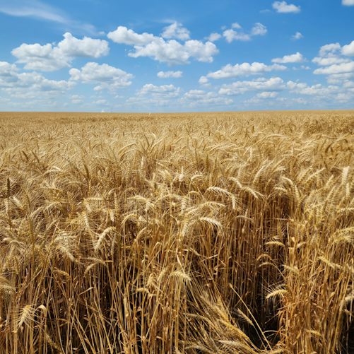 Hormuz Fertilizer Plan Faces a Planting-Season Deadline, UN Warns