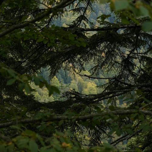 A green forest landscape seen through trees; illustrative biodiversity photograph, not the COP17 conference venue in Yerevan.